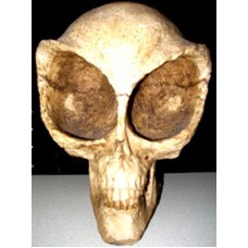 Large Alien Skull Polyresin Sculpture