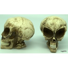 Medium Alien Skull Polyresin Sculpture Medium Alien Skull Polyresin Sculpture